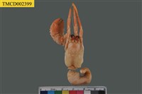 藏品(寄居蟹)的圖片